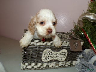 Cocker Spaniel dogs Cocker Spaniel Puppy 2 Max - Ad 32