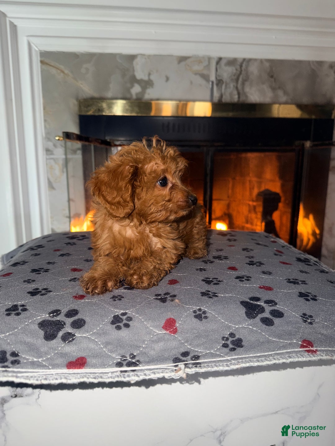 Mini Goldendoodle dogs for sale:  Star ⭐️ - Mini Goldendoodle - Ad 4