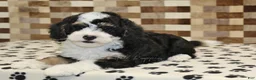 Mini Bernedoodle dogs for sale: Bandit - Ad 2