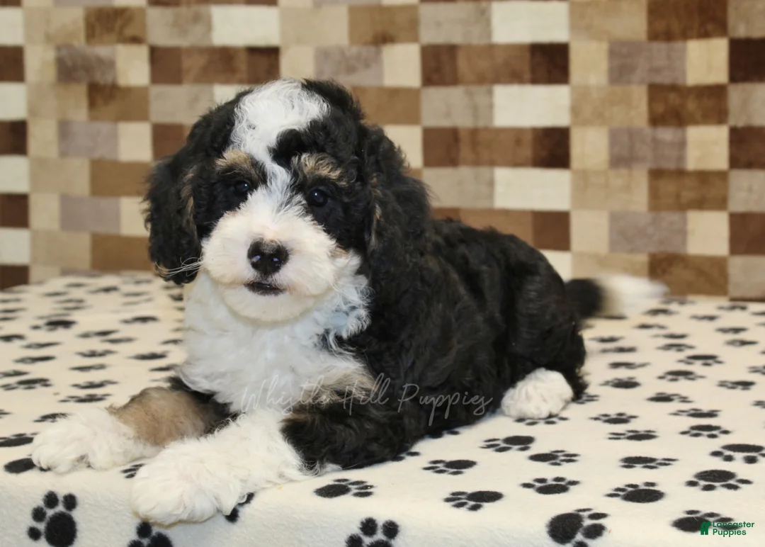 Mini Bernedoodle dogs for sale: Bandit - Ad 2