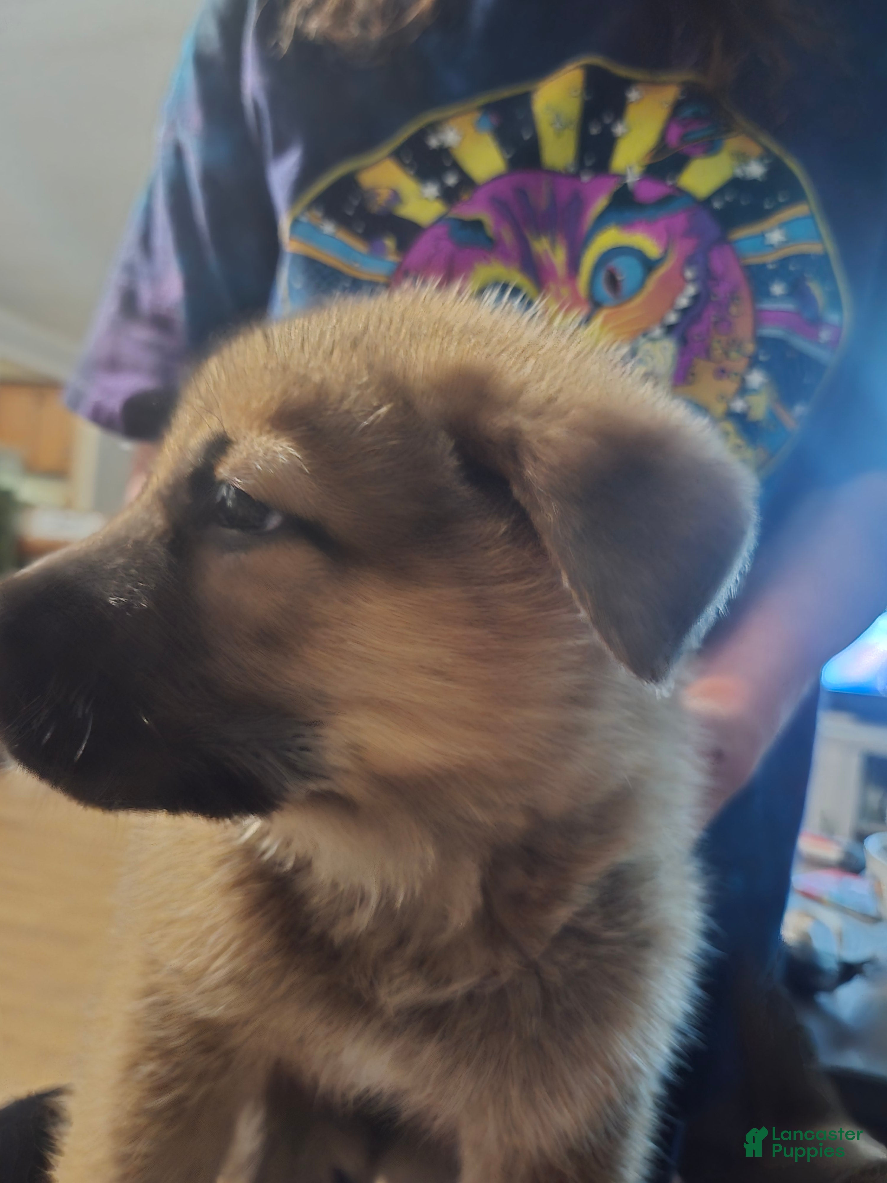 German Shepherd dogs German Shepherd Puppy 2 - Ad 33