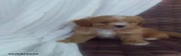 Mixed Breed dogs for sale: Wyatt - Ad 1