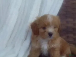 Mixed Breed dogs for sale: Wyatt - Ad 2