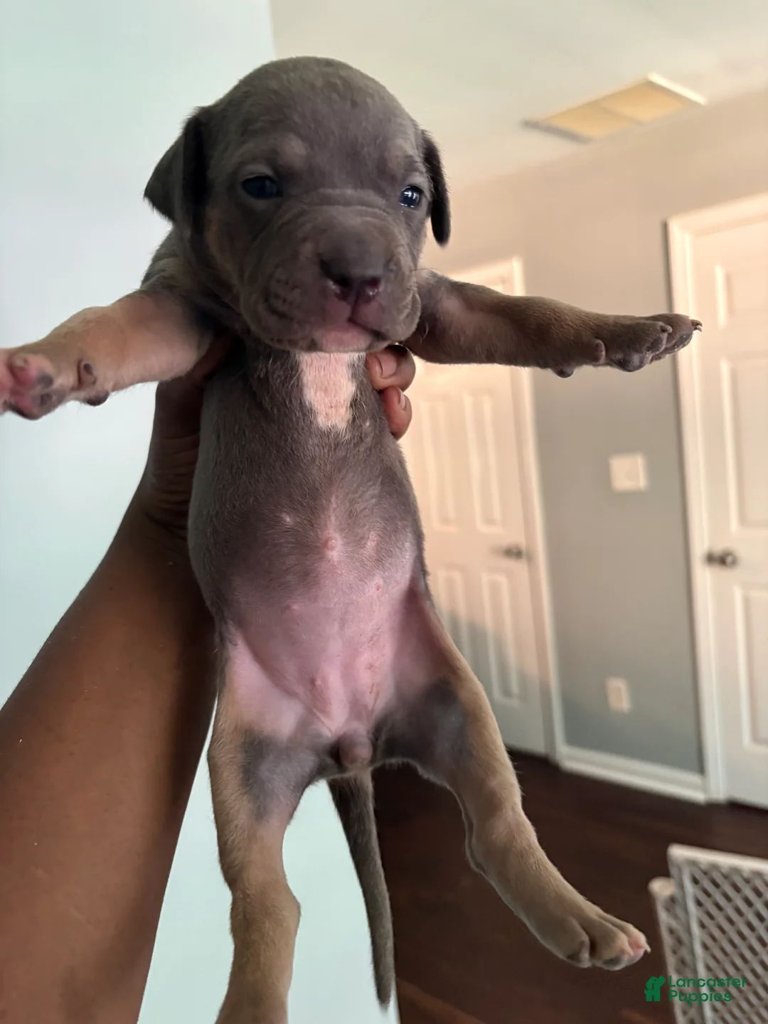 Mixed Breed dogs for sale: Pup 6 - Ad 1