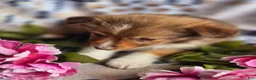 Mixed Breed dogs for sale: Mixed Breed 4 - Ad 6