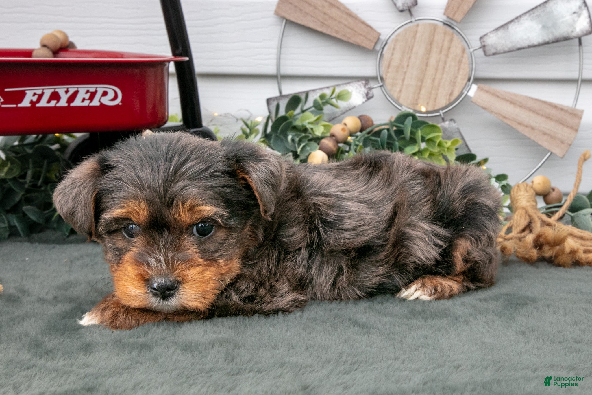 Yorkiepoo dogs Tobin - Ad 2