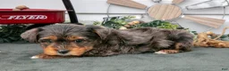 Yorkiepoo dogs for sale: Tobin - Ad 2