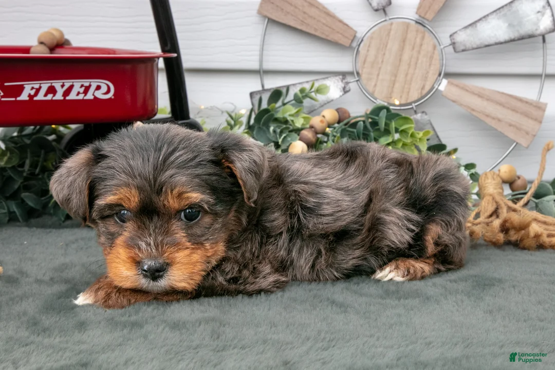 Yorkiepoo dogs for sale: Tobin - Ad 2
