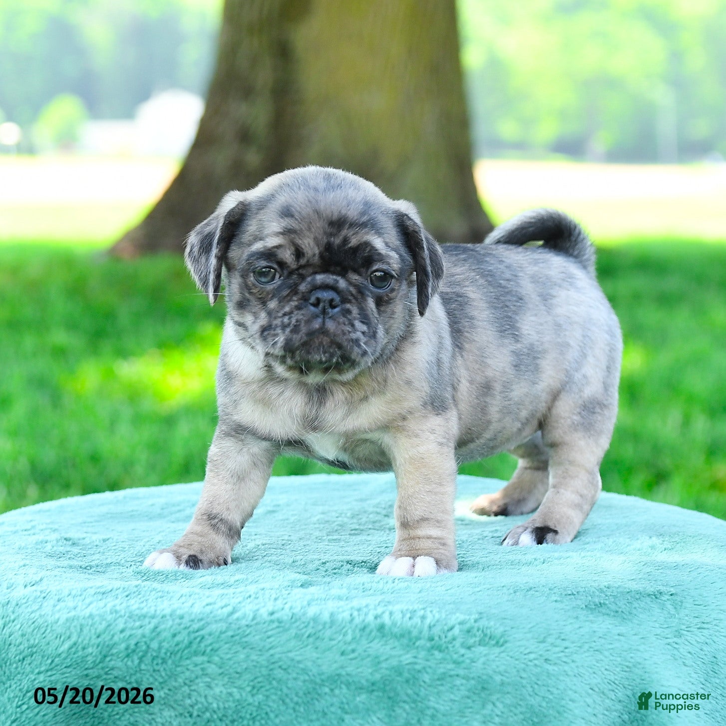 Pug dogs Amelia - Ad 2