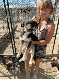 Mixed Breed dogs for sale: Boy 4 - Ad 26