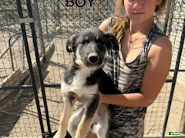 Mixed Breed dogs for sale: Boy 4 - Ad 26