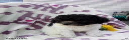 Miniature Poodle dogs for sale: Rover - Ad 5