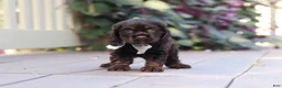 Cocker Spaniel dogs for sale: Mason - Ad 2