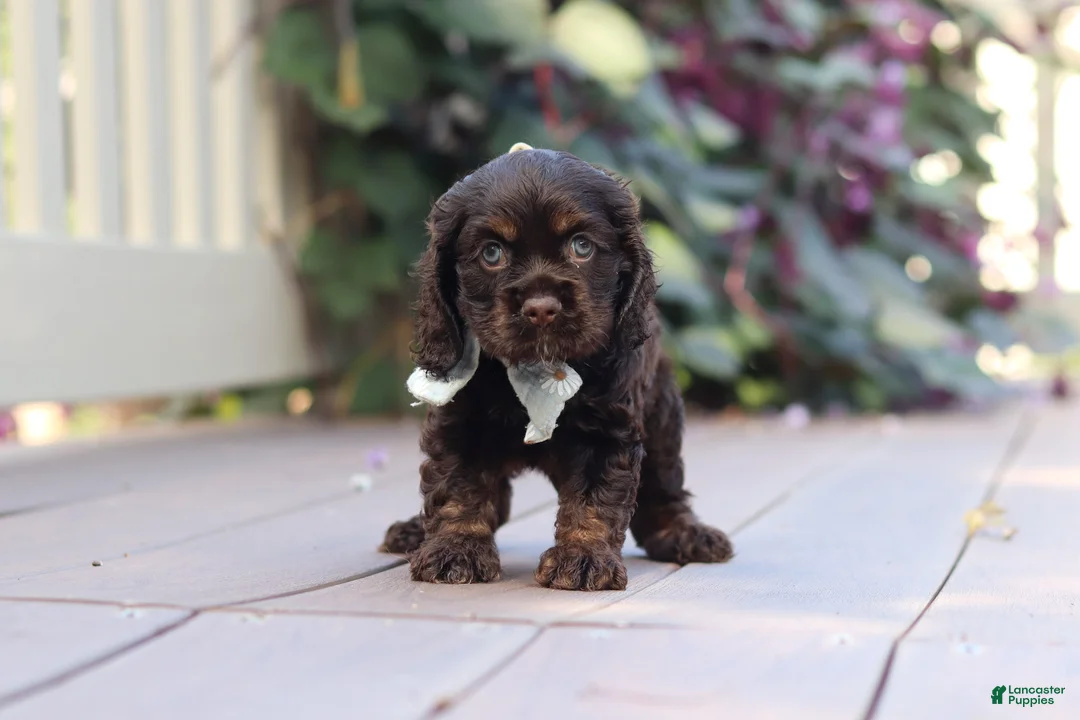 Cocker Spaniel dogs for sale: Mason - Ad 2
