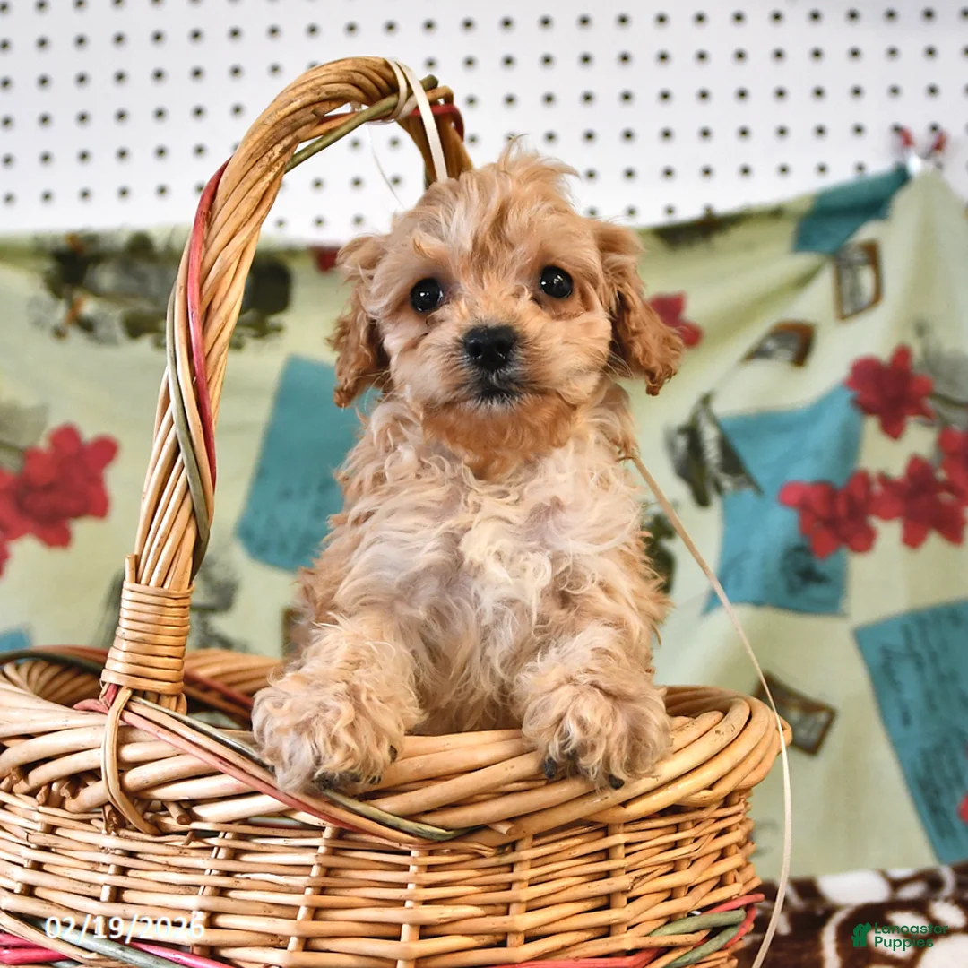 Cockapoo dogs for sale: Honey - Ad 4