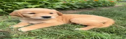 Golden Retriever dogs for sale: Emma - Ad 1