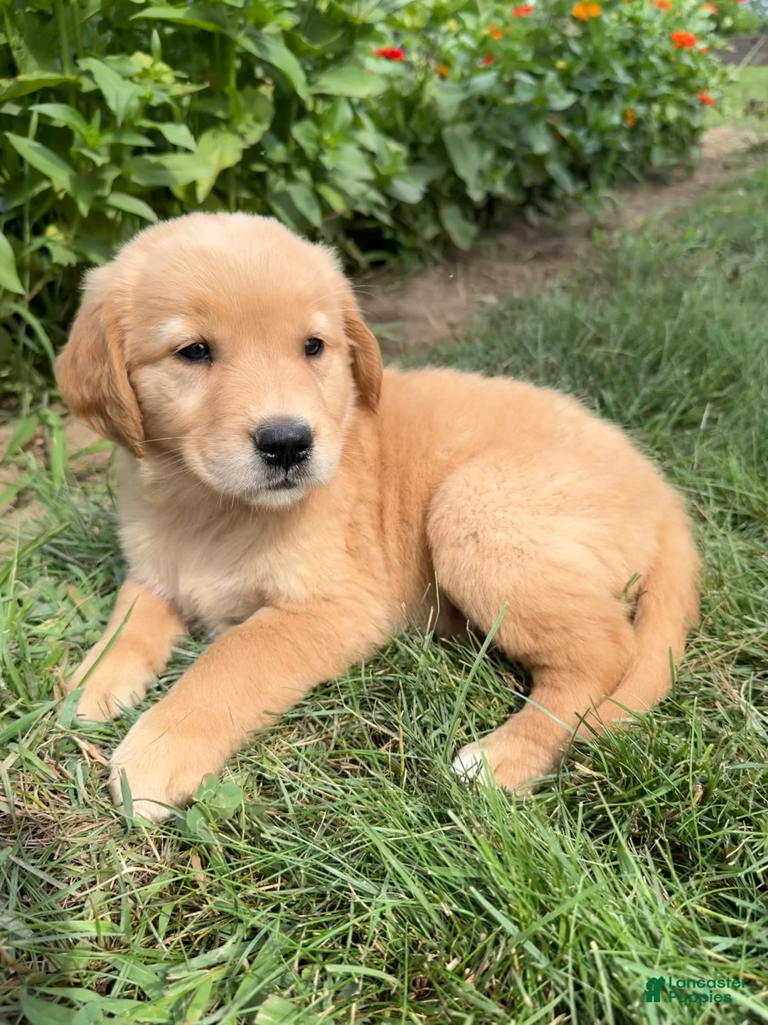 Golden Retriever dogs for sale: Emma - Ad 1
