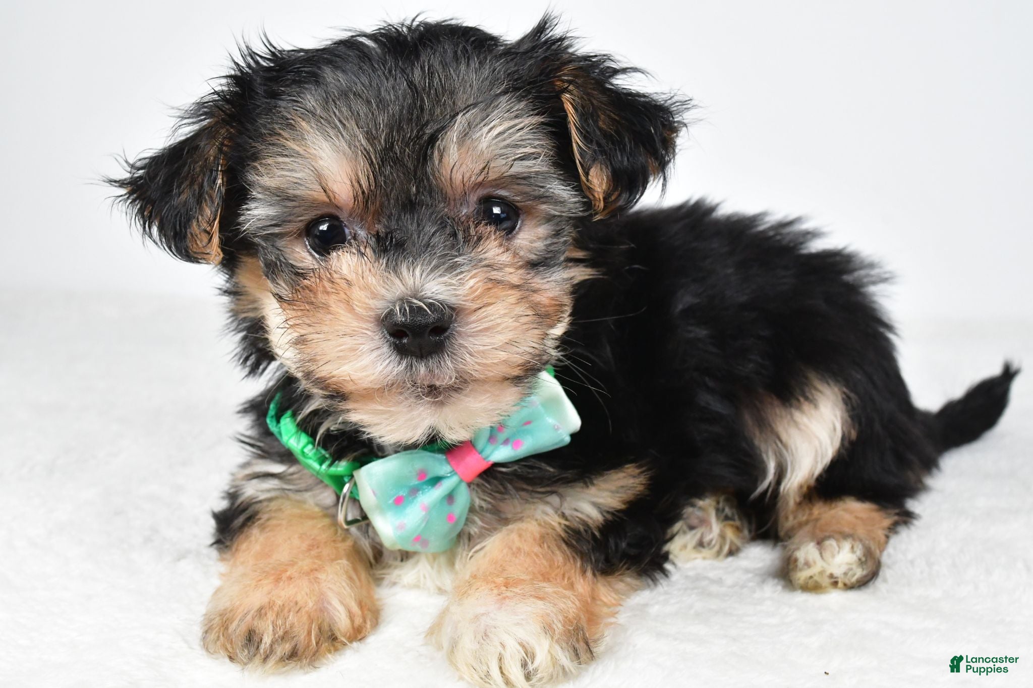 Morkie dogs Jack - Ad 1
