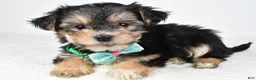 Morkie dogs for sale: Jack - Ad 1