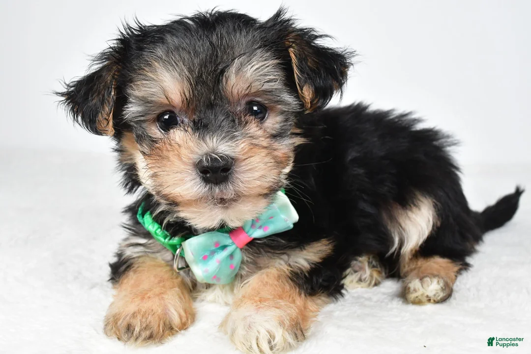 Morkie dogs for sale: Jack - Ad 1