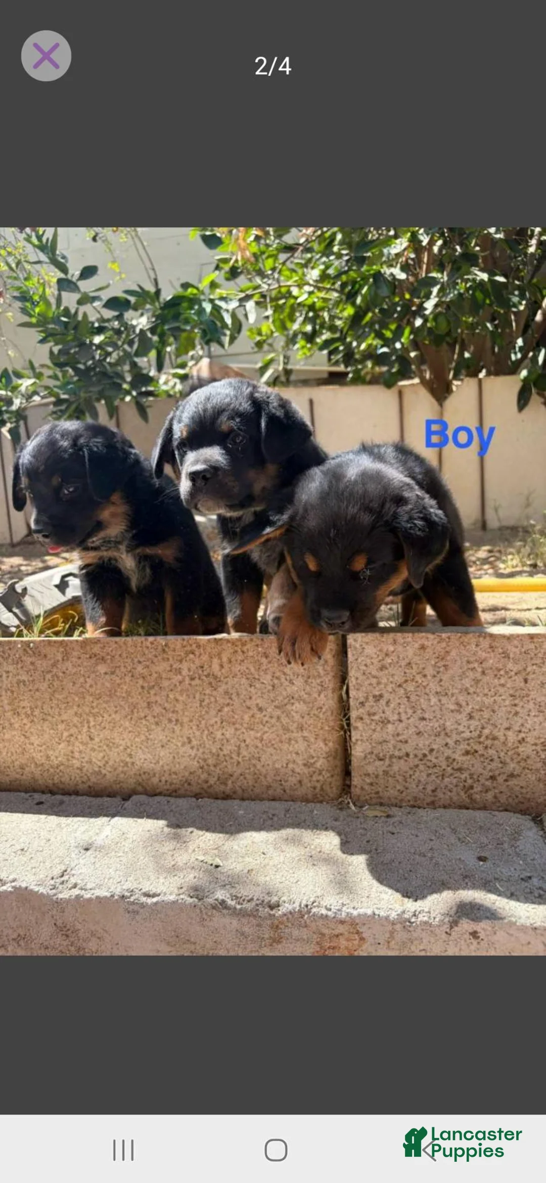 Mixed Breed dogs for sale: Mixed Breed 5 - Ad 2