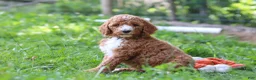 Standard Poodle dogs for sale: Benji AKC - Ad 3
