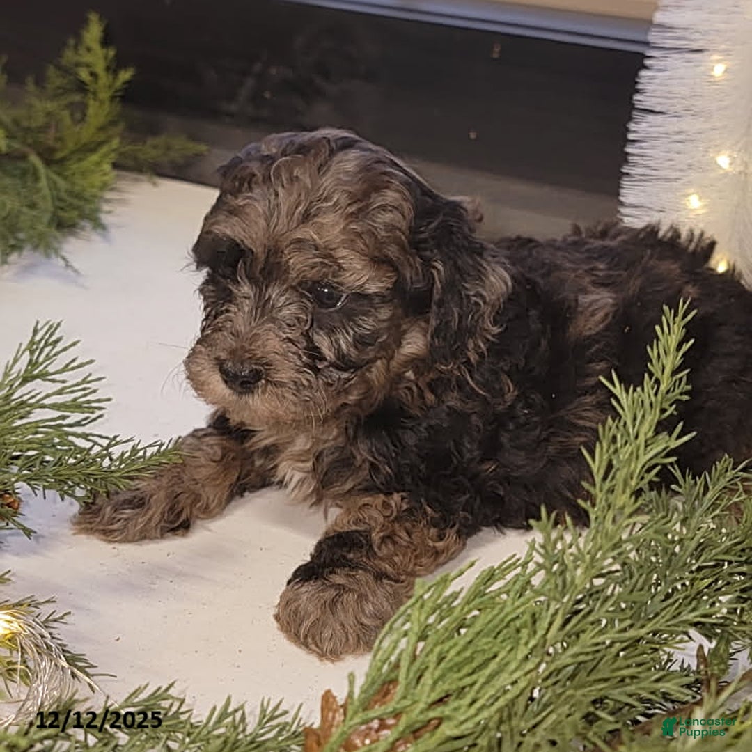 Mixed Breed dogs for sale: Cody - Ad 3