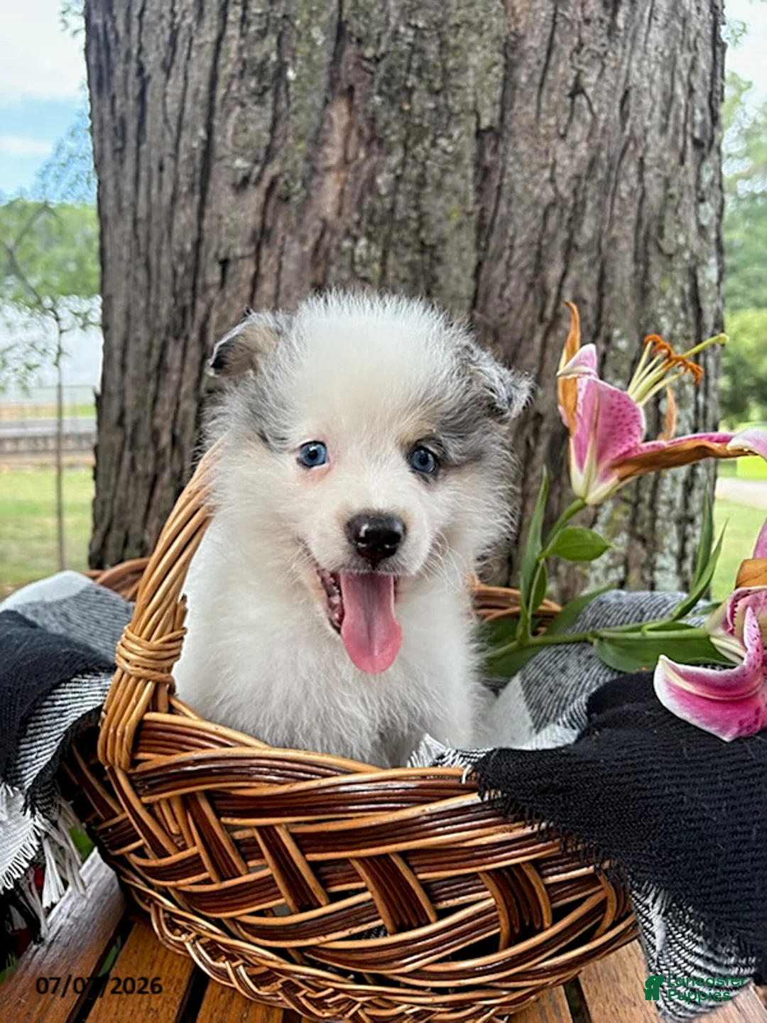 Mixed Breed dogs for sale: Layla - Ad 1