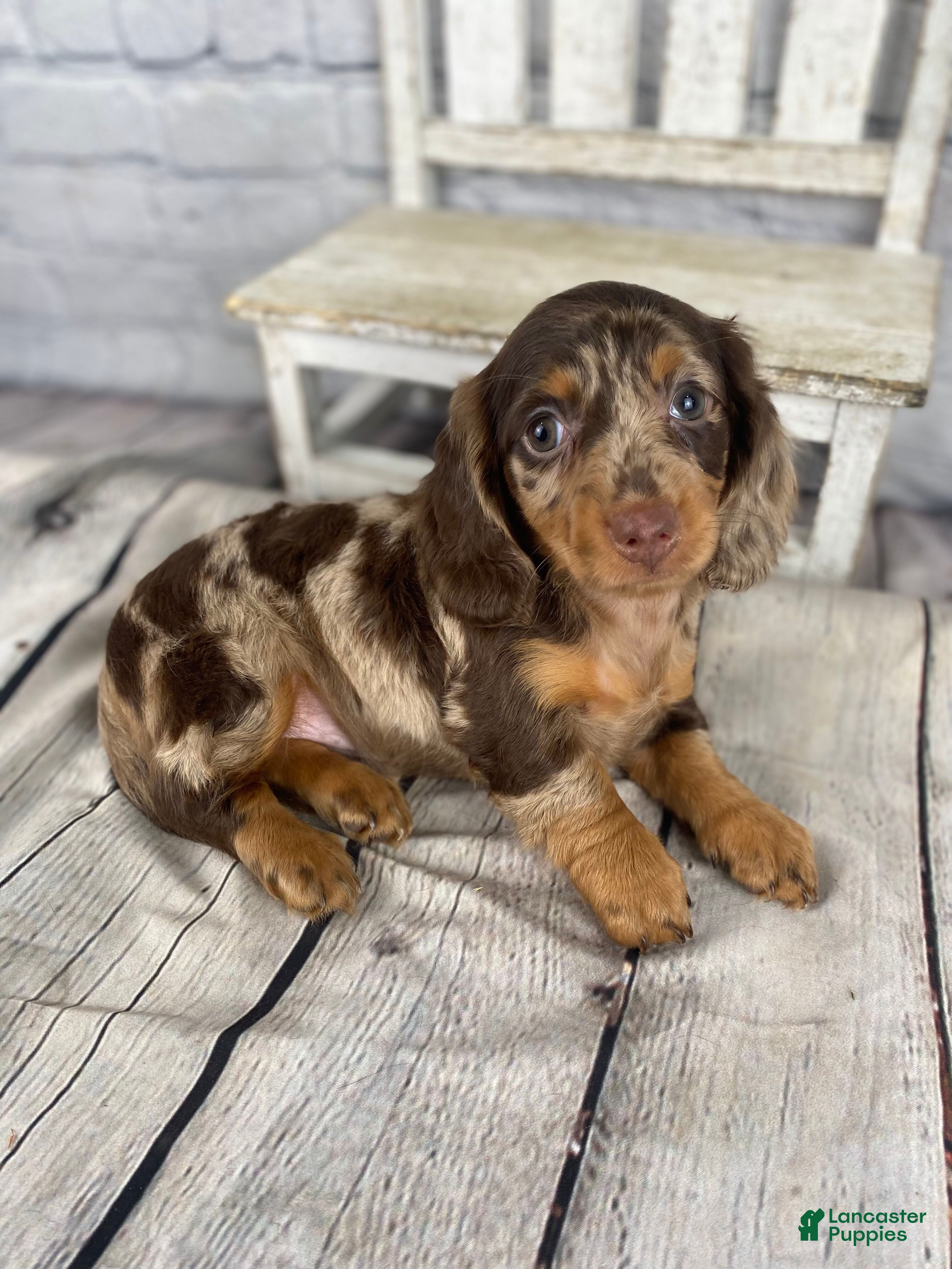 Miniature Dachshund dogs Pearl - Ad 1