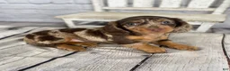 Miniature Dachshund dogs for sale: Pearl - Ad 1