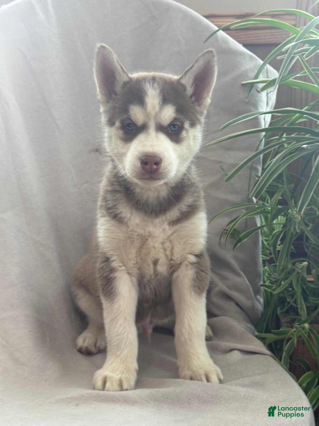 Siberian Husky dogs for sale: Ledger - Ad 4