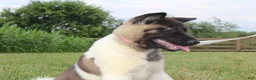Akita dogs for sale: AKC Luna - Ad 4