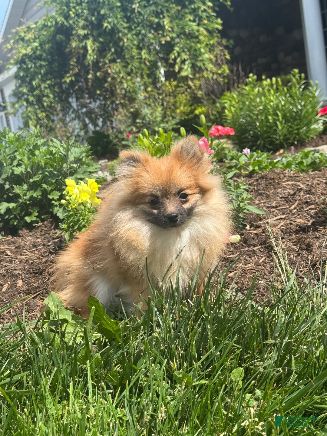 Pomeranian dogs for sale: Penny  - Ad 2