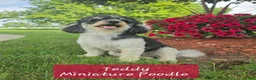 Miniature Poodle dogs for sale: Maple  - Ad 13