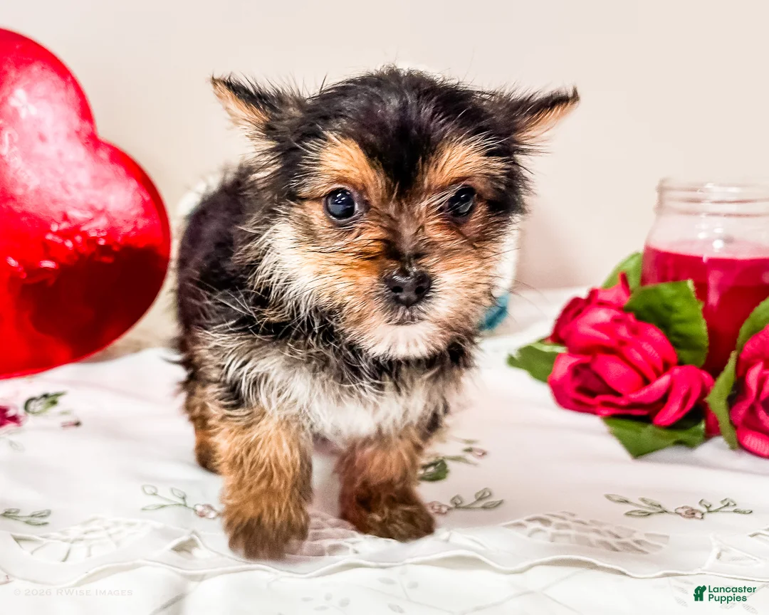 Mixed Breed dogs for sale: Madison - Ad 2