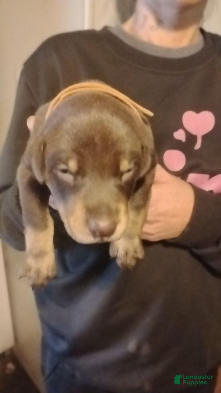 Doberman Pinscher dogs Doberman Pinscher 2 - Ad 1