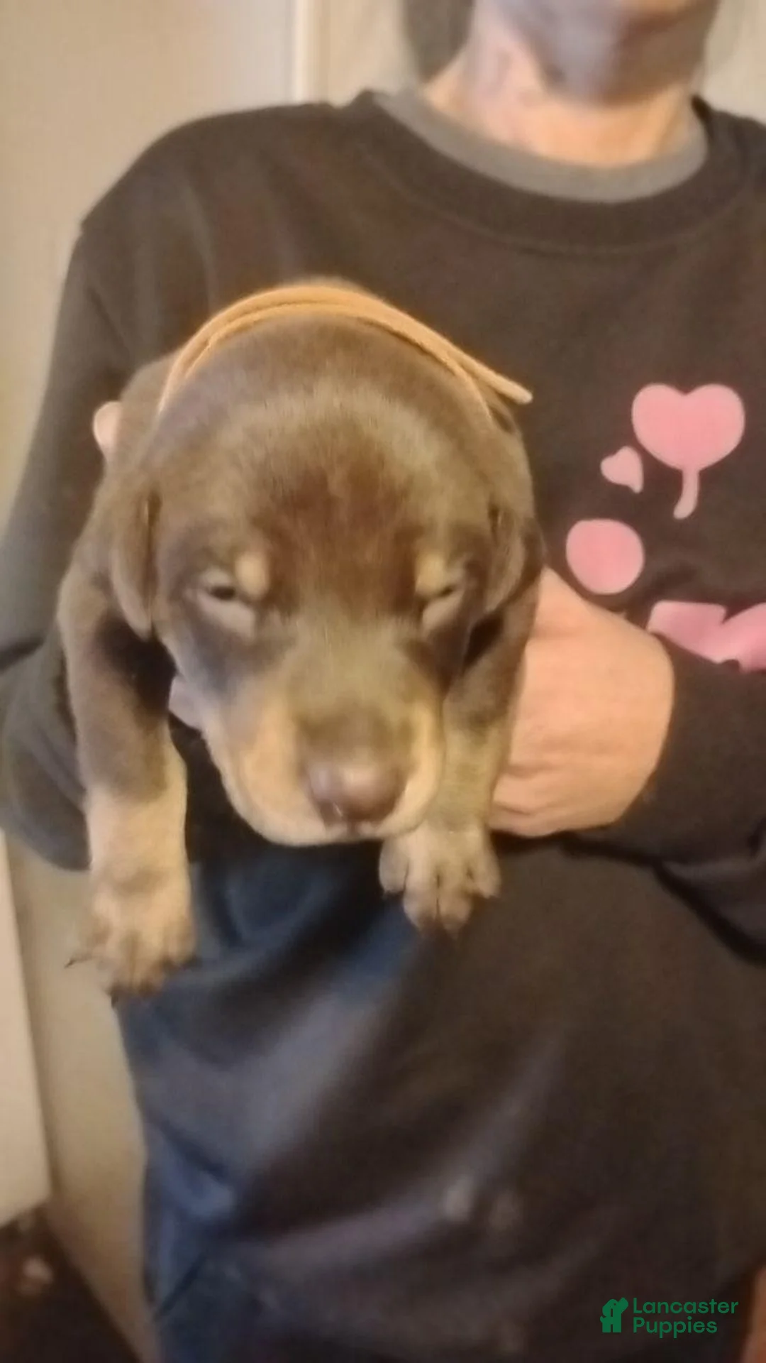 Doberman Pinscher dogs for sale: Doberman Pinscher 2 - Ad 1