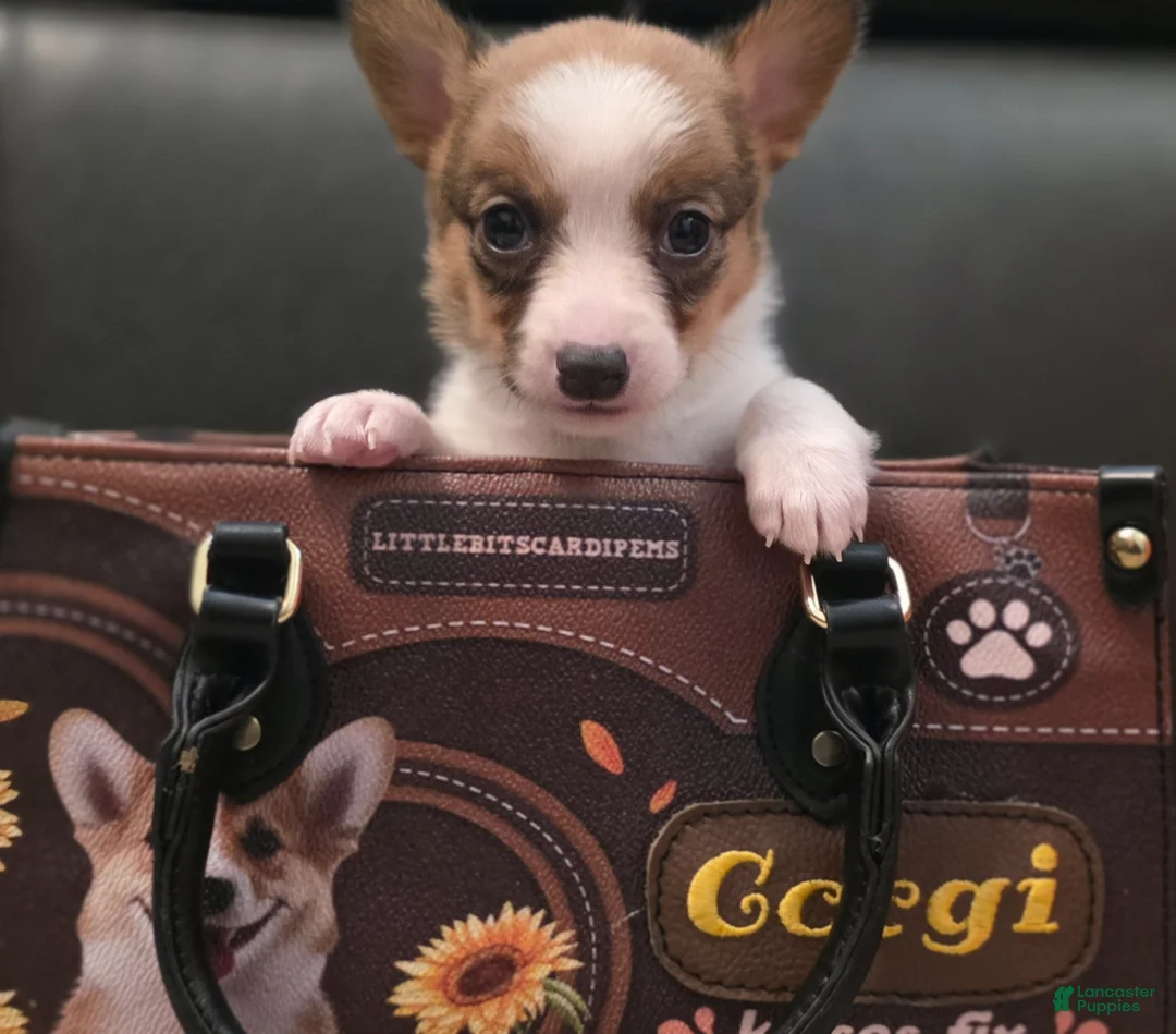 Mixed Breed dogs for sale: Salutations - Ad 2