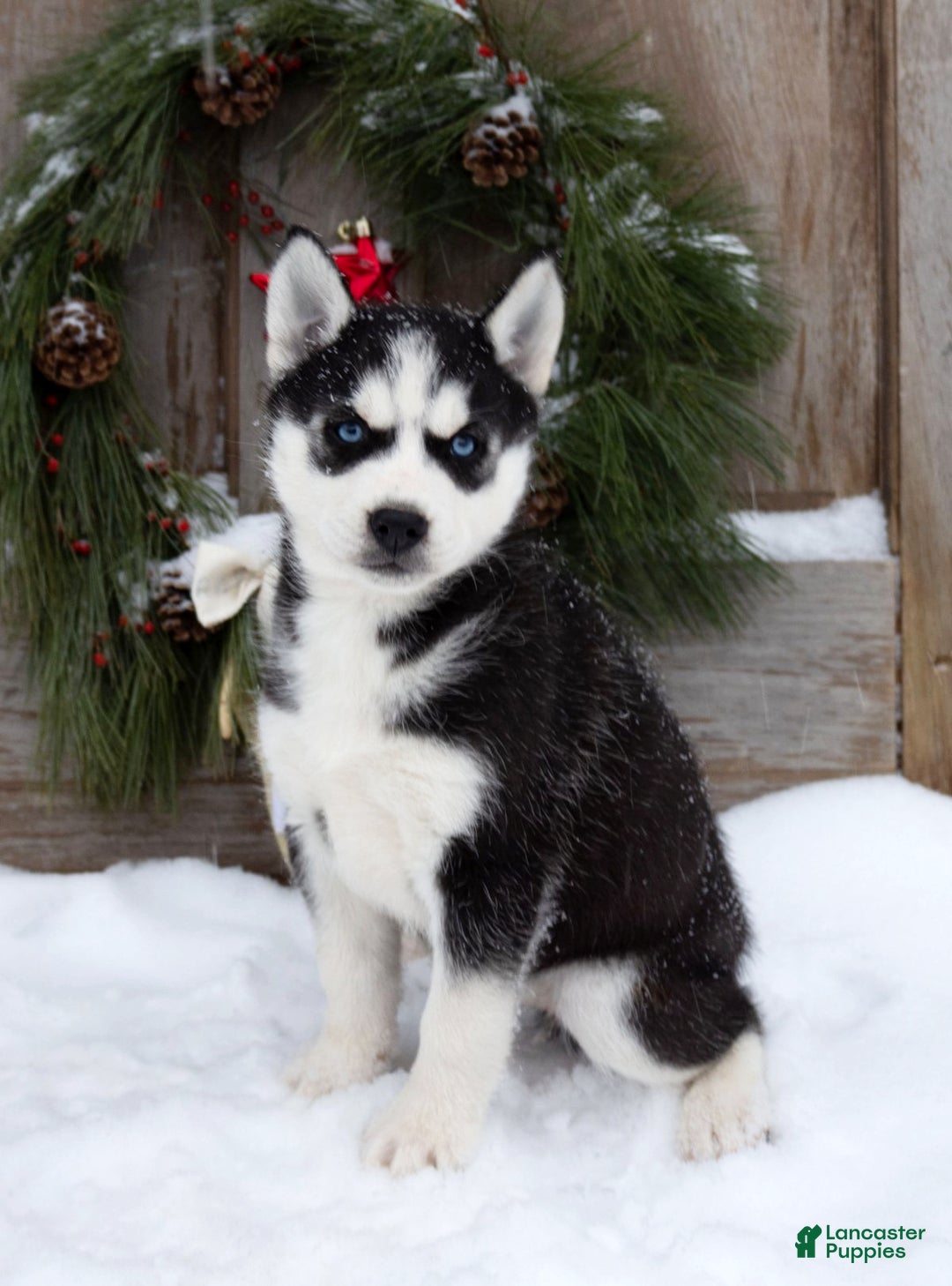 Siberian Husky dogs for sale: Chrissy - Ad 2