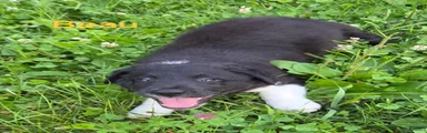 Border Collie 1