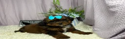 Shihpoo dogs for sale: Shihpoo 4 - Ad 2