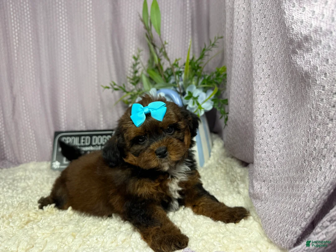 Shihpoo dogs for sale: Shihpoo 4 - Ad 2