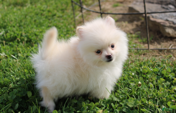 Pomeranian dogs for sale: Mochi - Ad 2