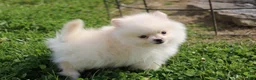 Pomeranian dogs for sale: Mochi - Ad 2