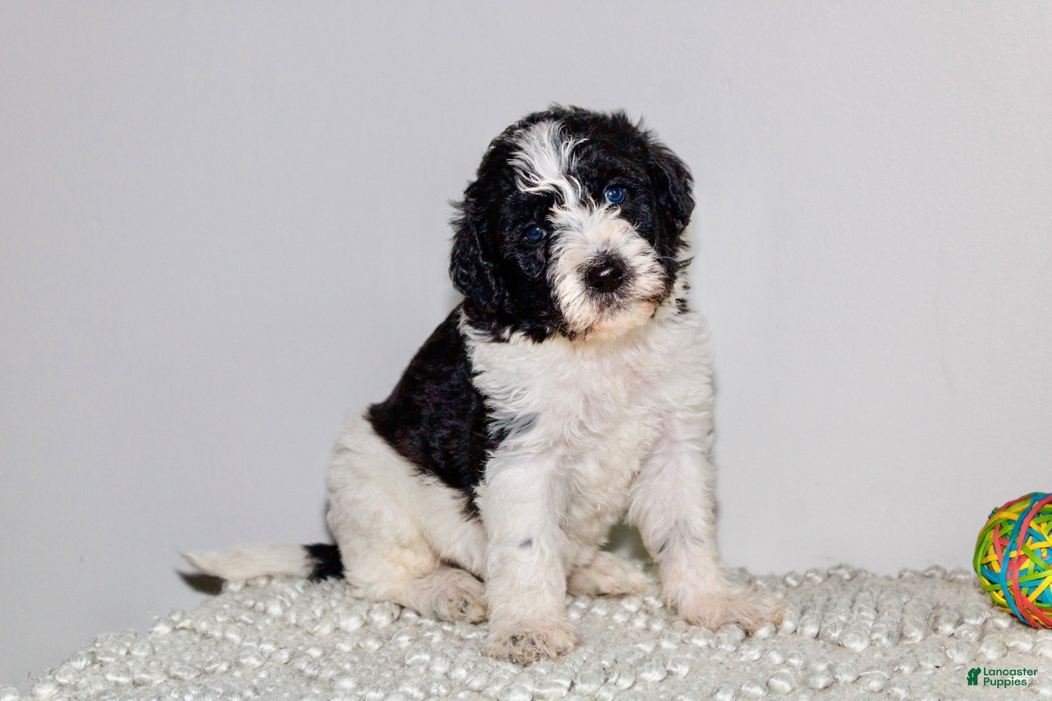 Labradoodle dogs LeBron  - Ad 32
