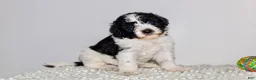 Labradoodle dogs for sale: LeBron  - Ad 1