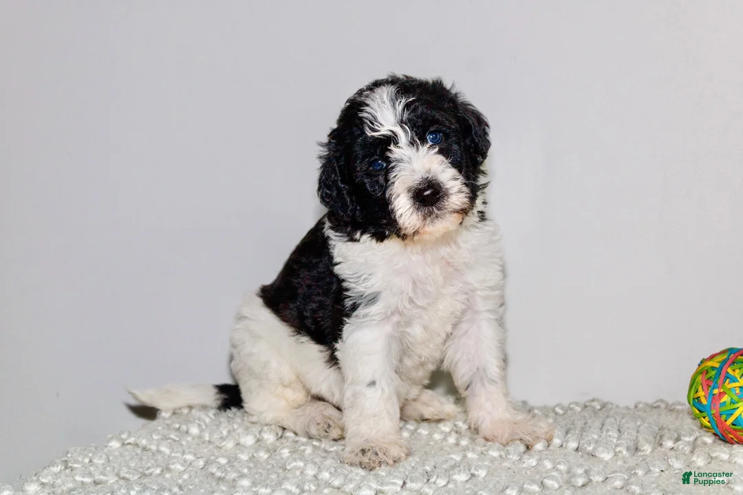 Labradoodle dogs for sale: LeBron  - Ad 1