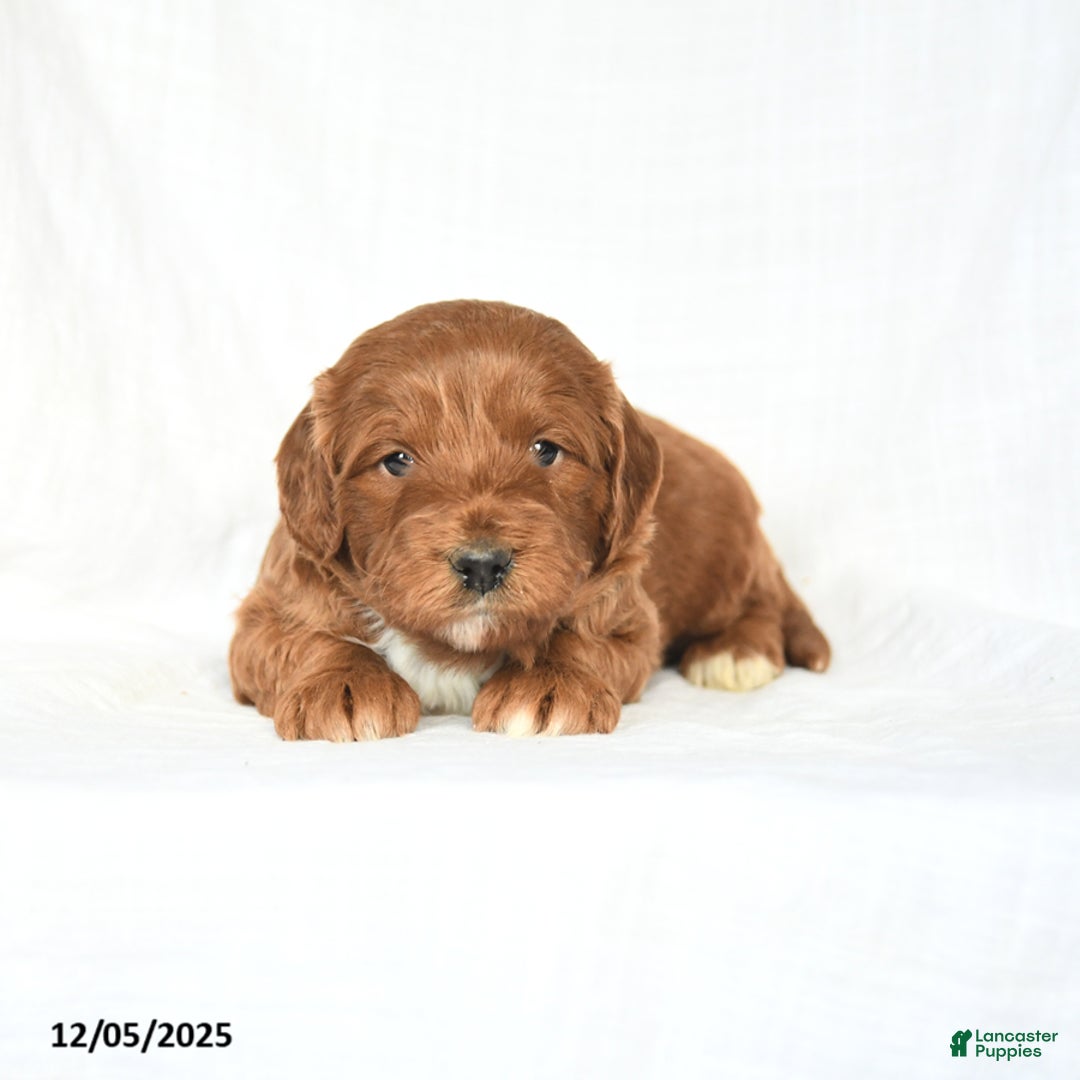 Mini Goldendoodle dogs for sale: Lucky - Ad 2