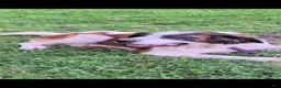 Saint Bernard dogs for sale: Tanner - Ad 3