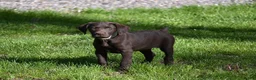 German Shorthaired Pointer dogs for sale: Buck - Ad 20